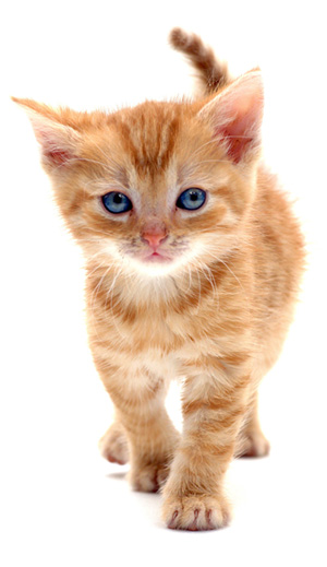 kitty