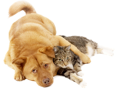 registration_dogcat2